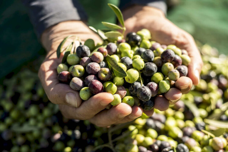 Olives for a local olive oil tasting in Alberobello