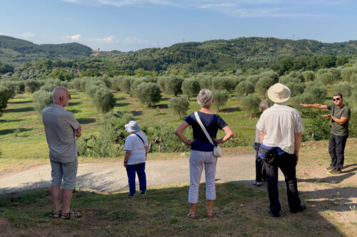 Group at a Tuscan Olive Farm