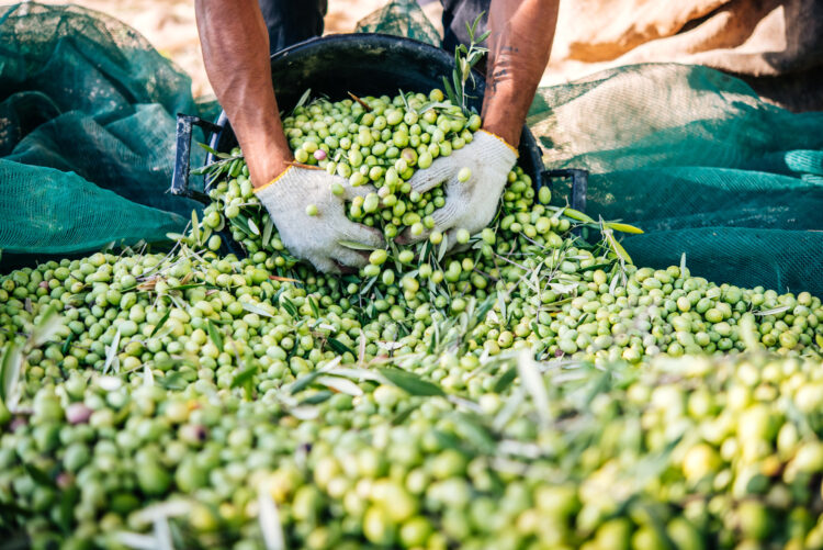 Harvesting green olives by hand in Sicily village, Italy