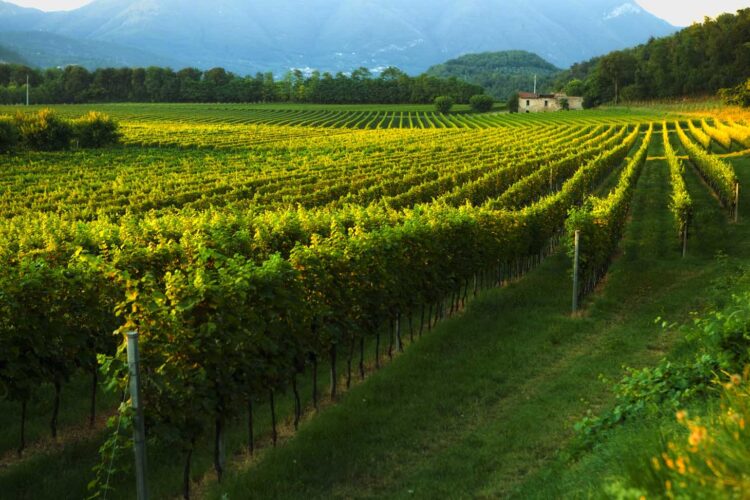 Redaelli de Zinis vines, Lombardy, a family-owned farm winery situated in the Valtenesi hills, near Lake Garda and producers of a range of mouth-watering wines.