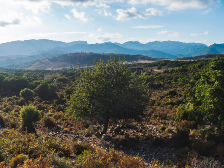 Supramonte Mountains, Sardinia, Italy, real, rustic