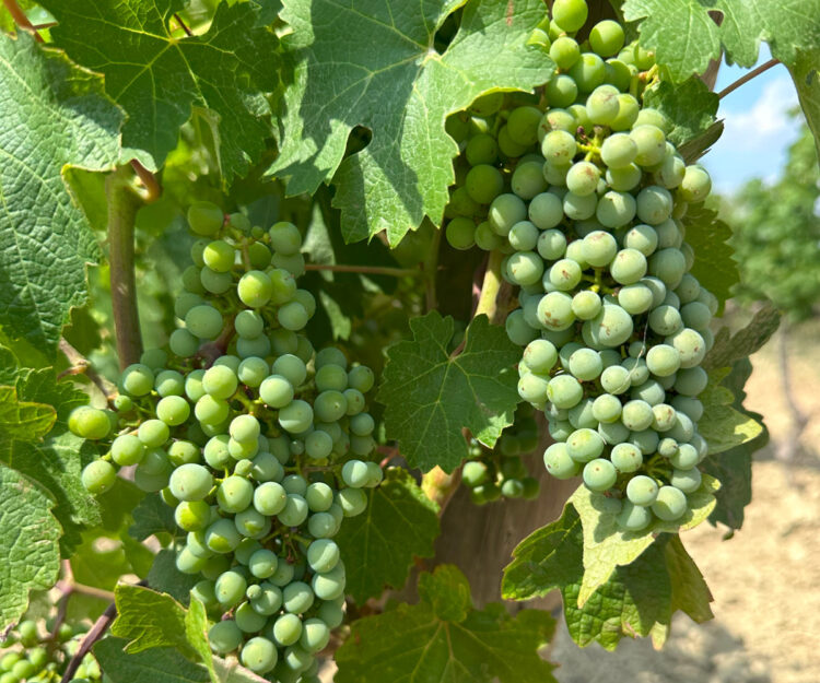 Grape Vines in Tuscany