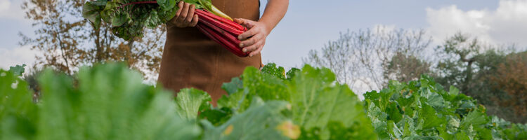 earth to plat food, freshly picked by local farmers in Puglia